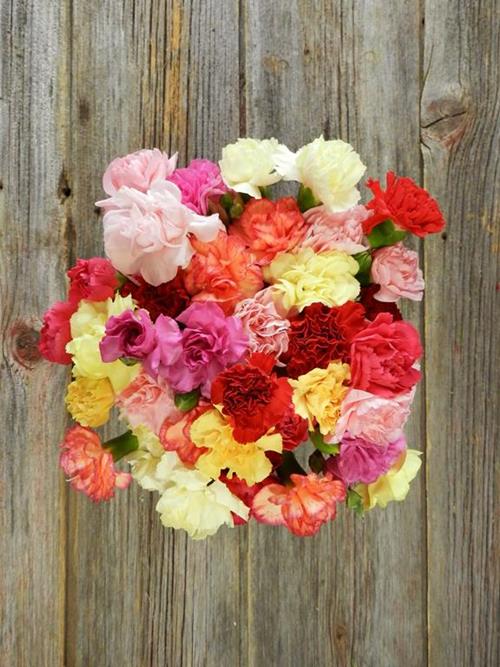 ASSORTED  CARNATIONS
